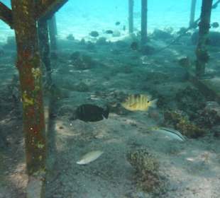 Fischgetummel am Steg