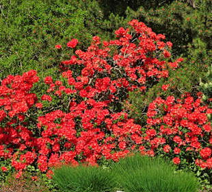 Eindrücke vom Rundgang durch den Berggarten