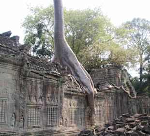 Feigenbäume wachsen ins Mauerwerk