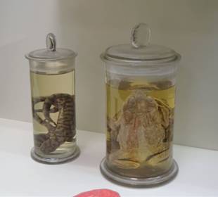 Historische Präparate in Alkohol/Formalin