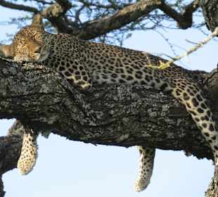 Leopard (der allererste von zwölf)