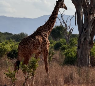 Giraffe 