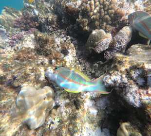 Schnorcheln Marsa Alam