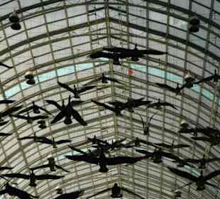 Die Graugänse im Eaton Center