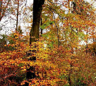 Moritzberg im Herbst