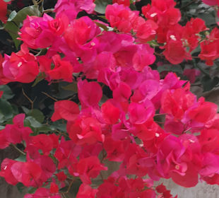 Botanischer Garten Puerto de la Cruz