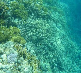 Korallenriff