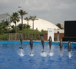 Aquarium L’Oceanogràfic