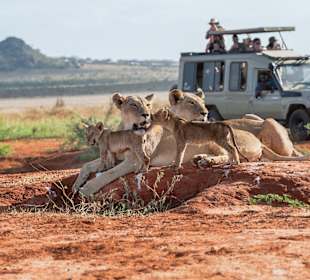 Löwenfamilie  Tsavo ost im Februar 2026