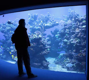 Großes Aquarium