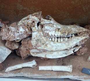 Versteinerte Tierknochen im Nationalmuseum 