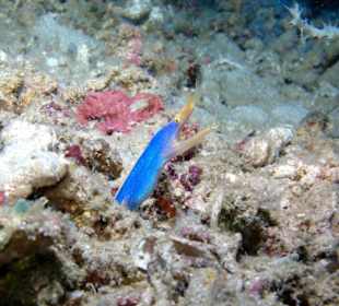 Blaue Geistermuräne beim Tauchen