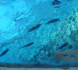 Unterwasserwelt Korallenriff Magawish