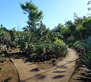 Im Kakteengarten von Mascarin