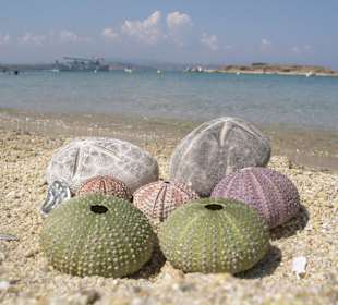 Beachlife Eselsinsel