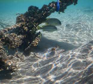 Schnorcheln Marsa Alam