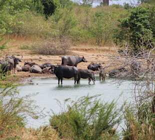 Wasserbüffel im Udawalawe Nationalpark