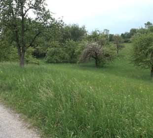 Naturinfopfad im Gewann Altstadt