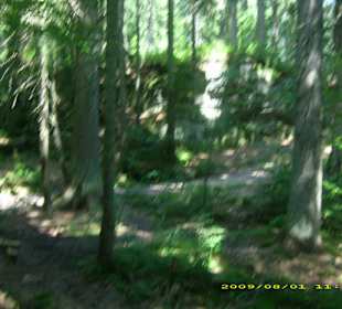 Der "Weg" durch den Wald