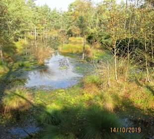 Renaturiertes Heidemoorgebiet
