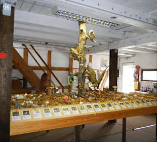 Welche Pilze kennen wir?