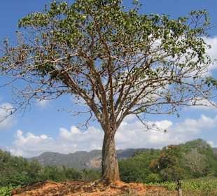 Rund um Pinar del Rio