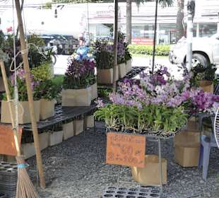 Orchideen über Orchideen