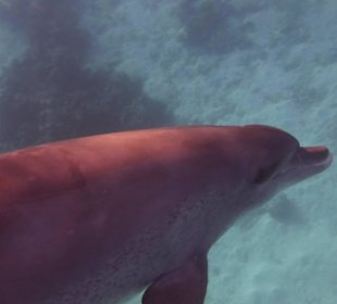 Einmalie Erlebnisse mit Mo´s Delfinen