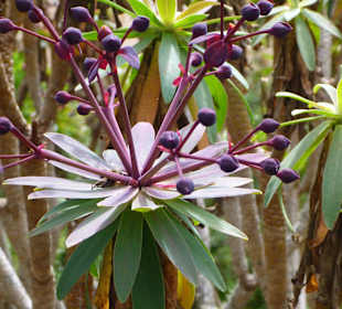 Impressionen La Gomera