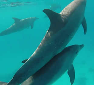 Delfine mit Mogli