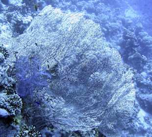 Nurkowanie w Sharm el Sheikh - podwodne życie