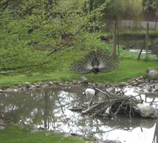Südamaerika Bereich - Vogelpark