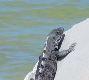 Iguana