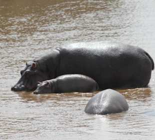 Hippo-Familie