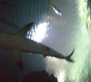 Hotel Mandala Bay Shark Reef