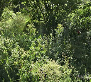 Botanischer Garten