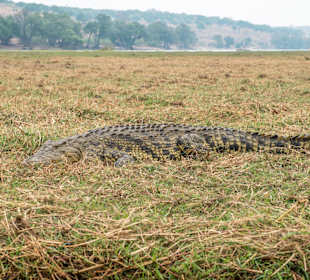 Krokodil am Chobe River 