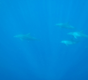 Delfine direkt am Haus Riff