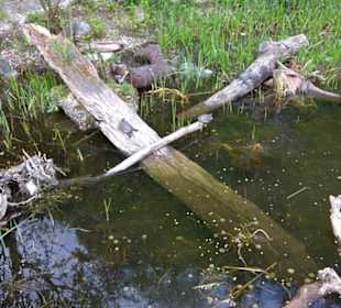 Afrika Bereich - Sumpfschildkröte