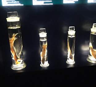 Staatliches Naturkunde Museum