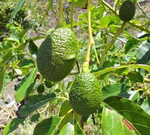 Impressionen von der Fajã dos Padres