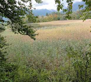 Weiher im Raier Moos