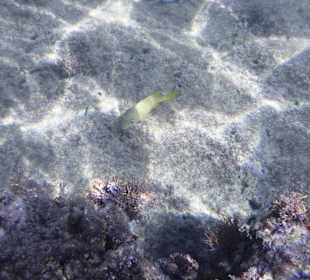 Unter Wasser am Hausriff