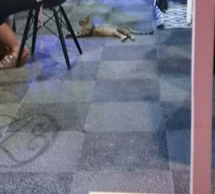 Die Katze ist auch zufrieden