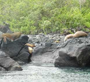 Seelöwen dösen auf den Felsen