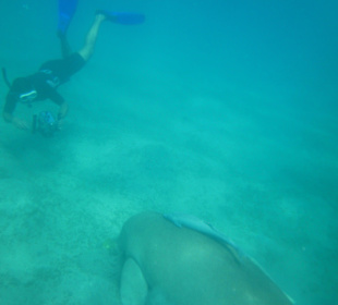 Dugong und unser Kameramann
