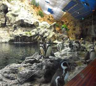 Pinguine im Loro Park