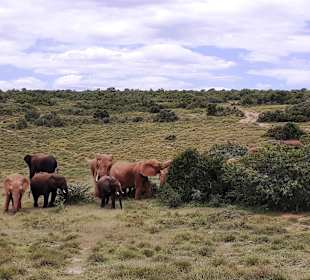 Addo Elephant Park