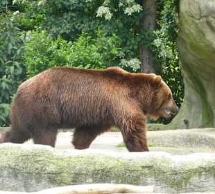 Meister Petz auf Wanderschaft