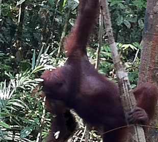 Orang Utan in Semenoggh in freier Wildbahn sehen